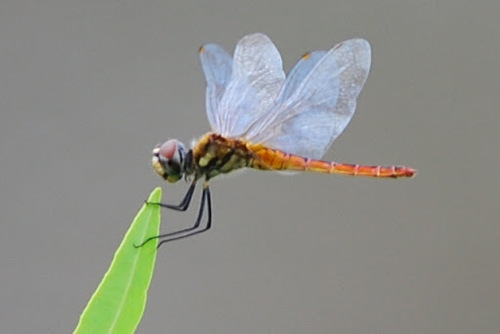 Wandering Pennant (odonata (dragonflies And Damselflies) Of The British 