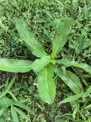 Eryngium foetidum