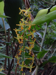 Cephalantheropsis obcordata