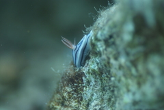 Chromodoris lochi