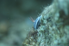 Chromodoris lochi