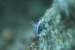 Chromodoris lochi