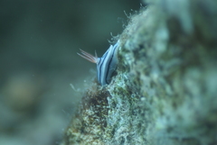 Chromodoris lochi