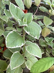 Coleus amboinicus