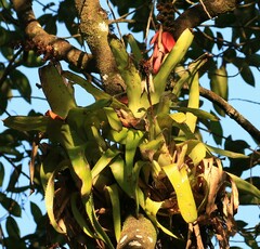 Aechmea mertensii