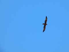 Milvus migrans migrans