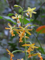 Cephalantheropsis obcordata