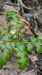 Botrypus virginianus