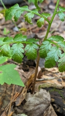 Botrypus virginianus