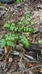 Botrypus virginianus