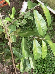 Annona muricata