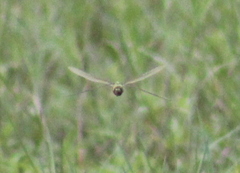 Anax guttatus