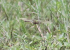 Anax guttatus