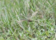 Anax guttatus