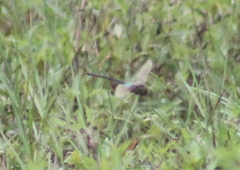 Anax guttatus