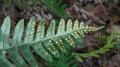 Polypodium appalachianum