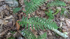 Polypodium appalachianum
