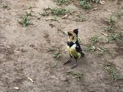 Trachyphonus vaillantii