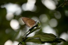 Euploea midamus
