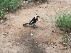 Trachyphonus vaillantii