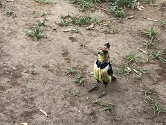 Trachyphonus vaillantii