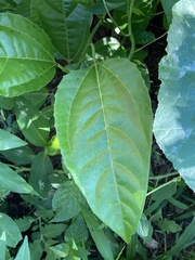 Passiflora edulis