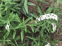 Heliotropium steudneri