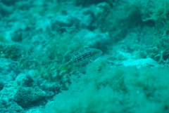 Oxycheilinus bimaculatus