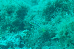 Oxycheilinus bimaculatus