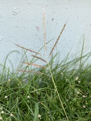 Dichanthium annulatum