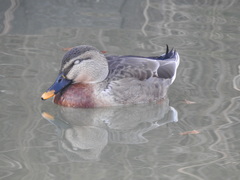 Anas platyrhynchos × zonorhyncha