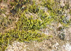 Pterigynandrum filiforme