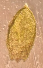 Pterigynandrum filiforme