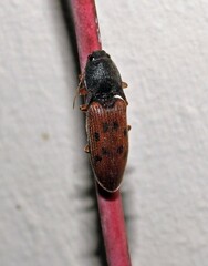 Conoderus scalaris
