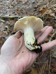 Hygrophorus flavodiscus