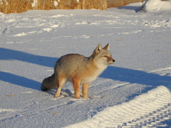 Vulpes corsac