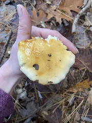 Hygrophorus flavodiscus