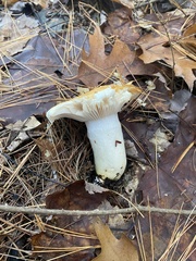 Hygrophorus flavodiscus