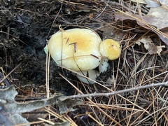 Hygrophorus flavodiscus