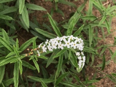 Heliotropium steudneri