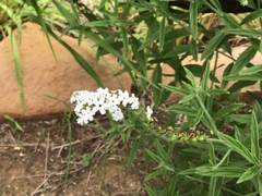Heliotropium steudneri