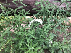 Heliotropium steudneri