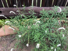 Heliotropium steudneri