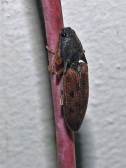 Conoderus scalaris