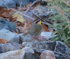 Basileuterus rufifrons