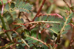 Phyllanthus urinaria hookeri