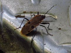 Physopelta quadriguttata