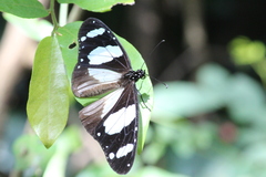 Amauris ochlea ochlea