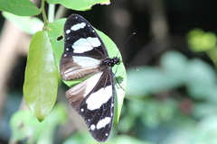 Amauris ochlea ochlea