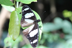 Amauris ochlea ochlea